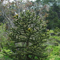 Araucaria-araucana-Chile-Berkeley-2010-05-22-IMG 5343