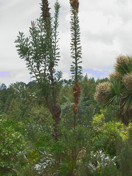 Banksia-integrifolia-coastal-banksia-NSW-Berkeley-2010-05-22-IMG 5330