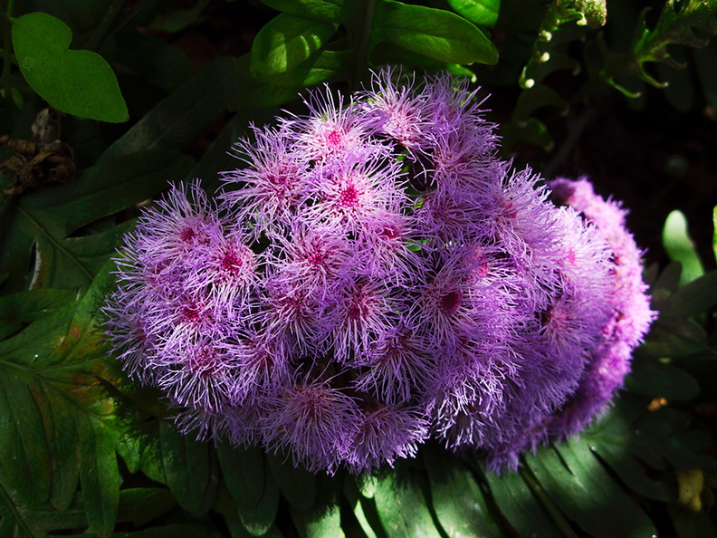 Bartlettina-sordida-violet-powderpuff-Mexico-Berkeley-2010-05-22-IMG_5492.jpg