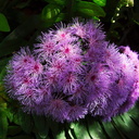 Bartlettina-sordida-violet-powderpuff-Mexico-Berkeley-2010-05-22-IMG 5492