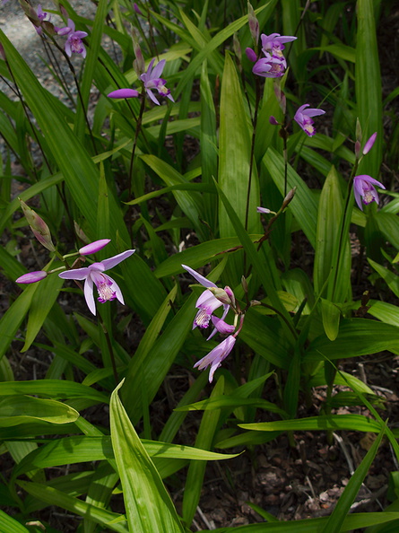 Bletilla-striata-orchid-chinese-medicinal-garden-Berkeley-2010-05-22-IMG 5450