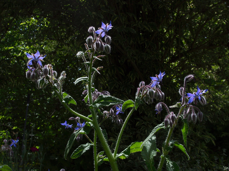 Borago-officinalis-borage-medicinal-garden-Berkeley-2010-05-22-IMG_5469.jpg