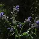 Borago-officinalis-borage-medicinal-garden-Berkeley-2010-05-22-IMG 5469
