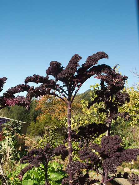 Brassica-oleracea-purple-curly-kale-UCBerk-Bot-Gard-2012-12-13-IMG_2998.jpg