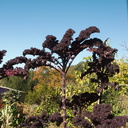 Brassica-oleracea-purple-curly-kale-UCBerk-Bot-Gard-2012-12-13-IMG 2998