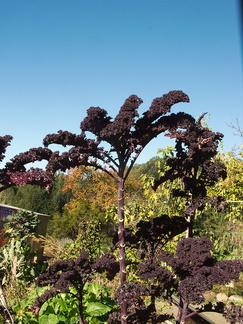 Brassica-oleracea-purple-curly-kale-UCBerk-Bot-Gard-2012-12-13-IMG 2998