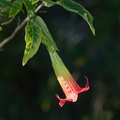 Brugmansia-sanguinea-red-angels-trumpet-Peru-UCBerk-Bot-Gard-2012-12-13-IMG 6902