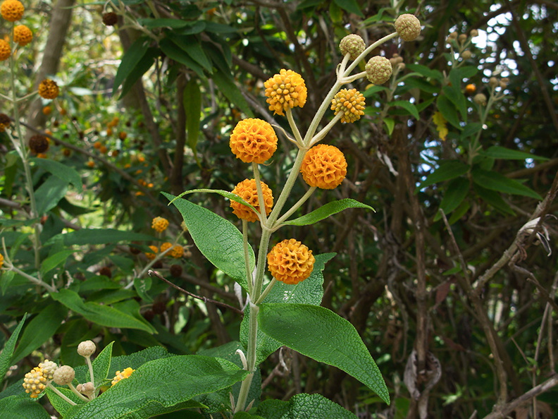 Buddleia-globosa-orange-ball-tree-Peru-Berkeley-2010-05-22-IMG_5425.jpg