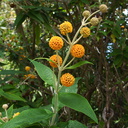 Buddleia-globosa-orange-ball-tree-Peru-Berkeley-2010-05-22-IMG 5425