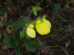 Calceolaria-tomentosa-slipper-flower-Peru-Berkeley-2010-05-22-IMG 5314