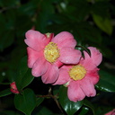 Camellia-japonica-UCBerk-Bot-Gard-2012-12-13-IMG 6891