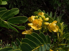 Cassia-clusiana-Chile-Berkeley-2010-05-22-IMG 5435