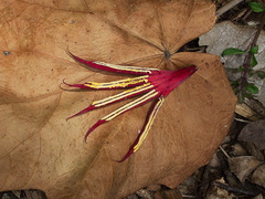 Cheiranthodendron-pentadactylon-red-hand-shaped-flowers-Mexico-Berkeley-2010-05-22-IMG 5500