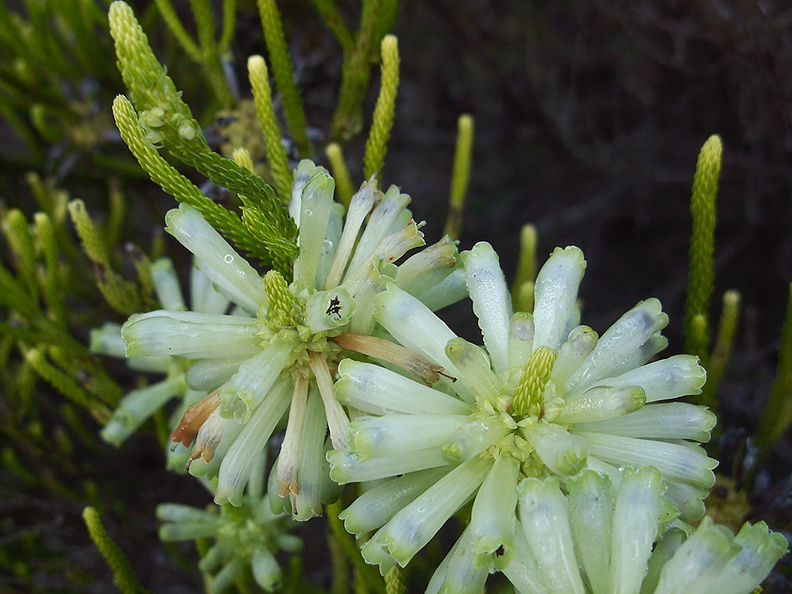 Ericaceae-indet-white-tubular-flowers-UCBerk-Bot-Gard-2012-12-13-IMG_2967.jpg