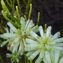 Ericaceae-indet-white-tubular-flowers-UCBerk-Bot-Gard-2012-12-13-IMG 2967