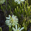 Ericaceae-indet-white-tubular-flowers-UCBerk-Bot-Gard-2012-12-13-IMG 2968