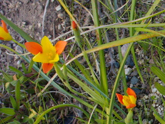 Homeria-elegans-yellow-and-orange-Iridiaceae-UCBerkeley-Bot-Gard-2013-03-01-IMG 0126