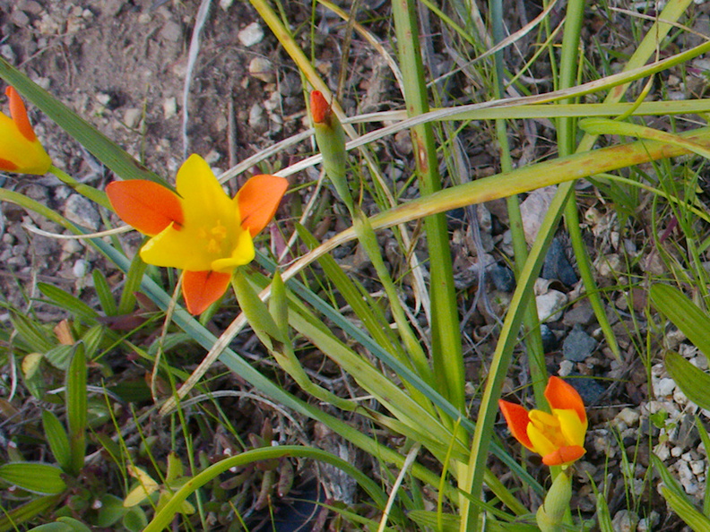 Homeria-elegans-yellow-and-orange-Iridiaceae-UCBerkeley-Bot-Gard-2013-03-01-IMG_0126.jpg