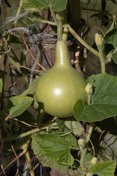 Lagenaria-siceraria-bottle-gourd-UCBerk-Bot-Gard-2012-12-13-IMG_6909.jpg