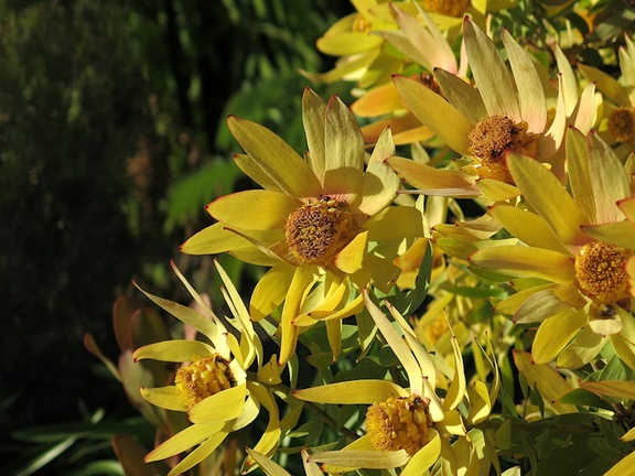 Leucadendron-tinctum-yellow-Proteaceae-UCBerkeley-Bot-Gard-2013-03-01-IMG 0109