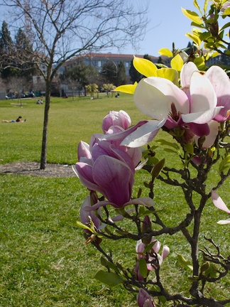 Magnolia-flowering-UCBerkeley-2013-03-01-IMG 0089