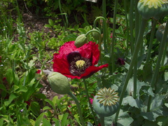 Papaver-somniferum-opium-poppy-Berkeley-2010-05-22-IMG 5423