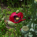 Papaver-somniferum-opium-poppy-Berkeley-2010-05-22-IMG 5423