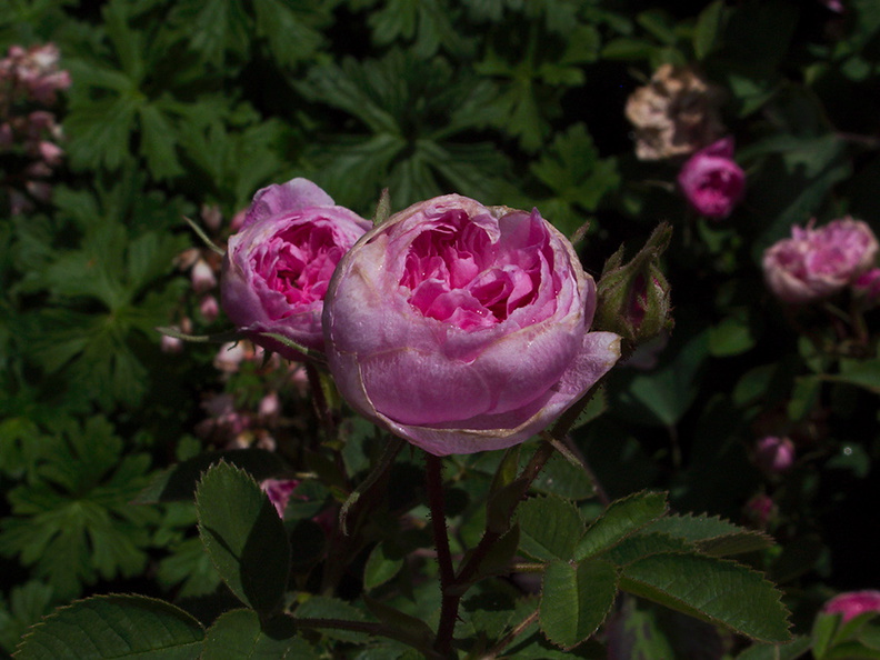 Rosa-centifolia-cv-spong-Berkeley-2010-05-22-IMG_5379.jpg