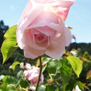 Rosa-cv-Catherine-Mermet-tea-rose-Berkeley-2010-05-22-IMG 5356