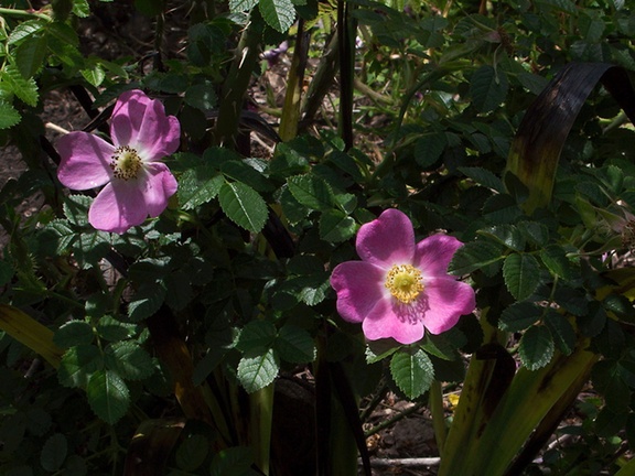 Rosa-eglanteria-sweet-briar-rose-Berkeley-2010-05-22-IMG 5420