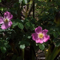 Rosa-eglanteria-sweet-briar-rose-Berkeley-2010-05-22-IMG 5420