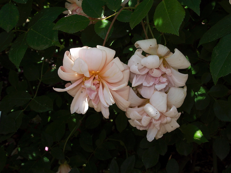 Rosa-polyantha-Berkeley-2010-05-22-IMG_5389.jpg