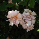 Rosa-polyantha-Berkeley-2010-05-22-IMG 5389