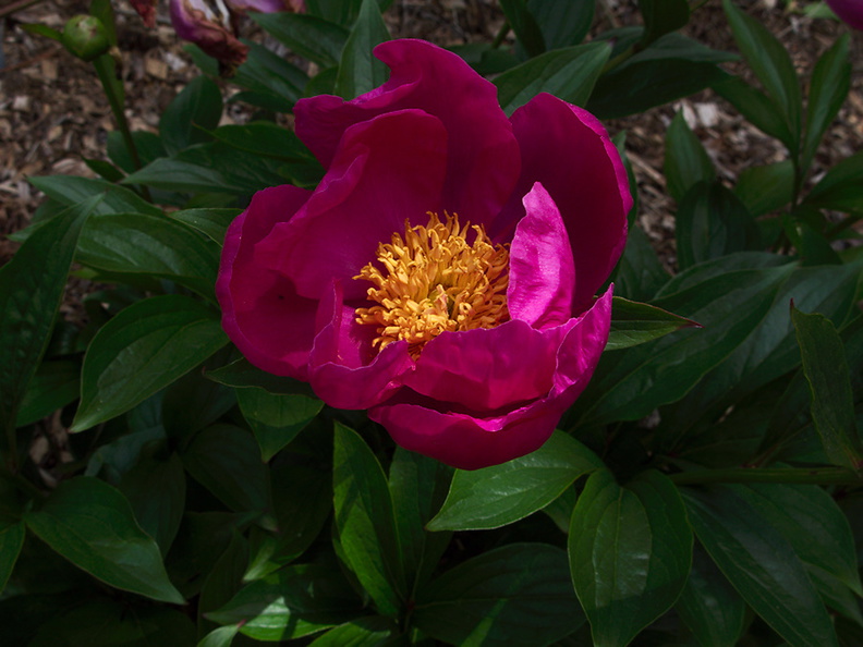 Rosa-rugosa-chinese-medicinal-garden-Berkeley-2010-05-22-IMG_5442.jpg