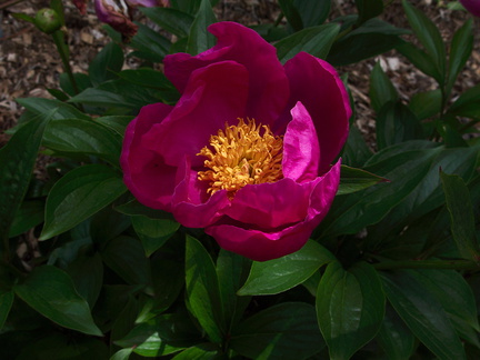 Rosa-rugosa-chinese-medicinal-garden-Berkeley-2010-05-22-IMG 5442