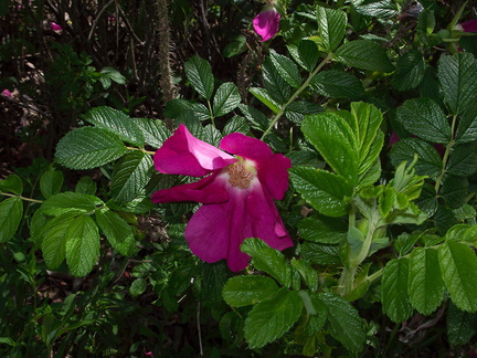 Rosa-rugosa-chinese-medicinal-garden-Berkeley-2010-05-22-IMG 5457