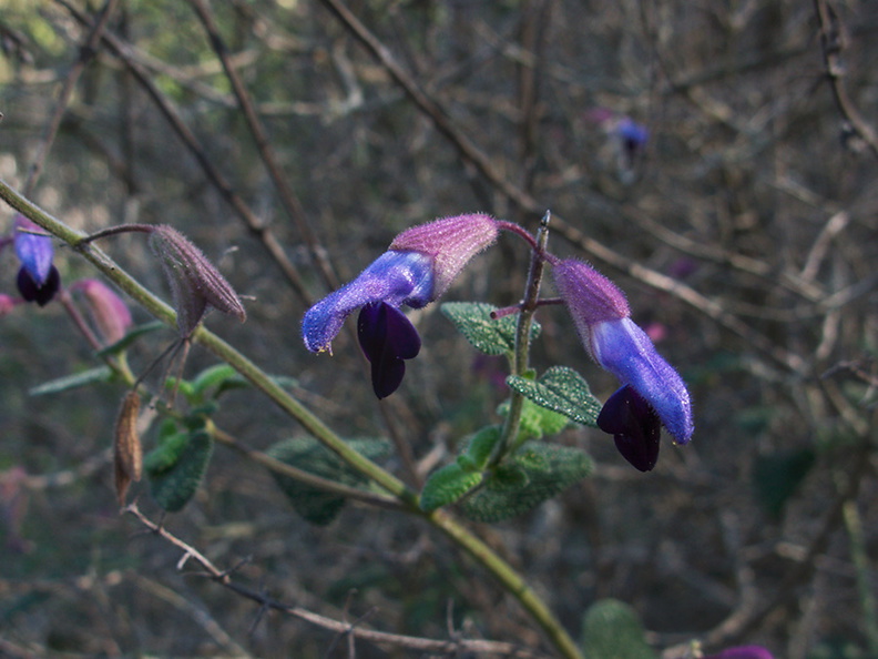 Salvia-semiatrata-bicolor-sage-blue-light-blue-Mexico-UCBerk-Bot-Gard-2012-12-13-IMG_3016.jpg