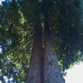Sequoia-sempervirens-coastal-redwood-UCBerk-Bot-Gard-2012-12-13-IMG 2982