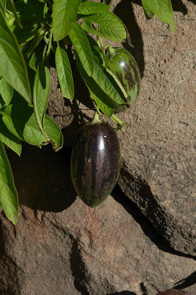 Solanum-muricatum-pepino-dulce-UCBerk-Bot-Gard-2012-12-13-IMG_6911.jpg