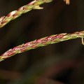 Zea-diploperennis-perennial-corn-flowering-UCBerk-Bot-Gard-2012-12-13-IMG 6914