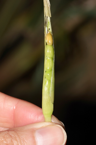 Zea-mays-ssp-mexicana-teosinte-corn-ear-UCBerk-Bot-Gard-2012-12-13-IMG_6924.jpg