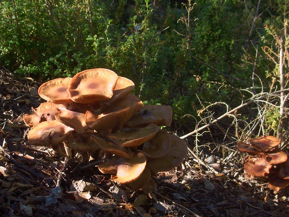 mushroom-ochre-gill-UCBerk-Bot-Gard-2012-12-13-IMG 2984
