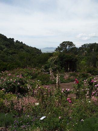 rose-garden-view-Berkeley-2010-05-22-IMG 5399