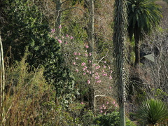 silk-floss-tree-Ceiba-speciosa-UCBerkeley-Bot-Gard-2013-03-01-IMG 0123