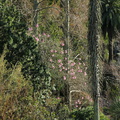 silk-floss-tree-Ceiba-speciosa-UCBerkeley-Bot-Gard-2013-03-01-IMG_0123.jpg