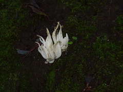 white-finger-like-fungus-in-leaf-litter-UCBerk-Bot-Gard-2012-12-13-IMG 2977