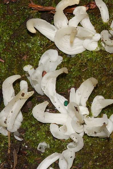 white-finger-like-fungus-in-leaf-litter-UCBerk-Bot-Gard-2012-12-13-IMG 6899
