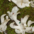 white-finger-like-fungus-in-leaf-litter-UCBerk-Bot-Gard-2012-12-13-IMG_6899.jpg