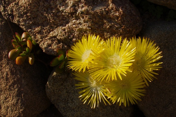 yellow-flowered-ice-plant-UCBerkeley-Bot-Gard-2013-03-01-IMG 0117