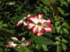 rose-cultivar-white-red-outline-beckman-2008-11-07-IMG 1548